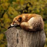 Fox resting